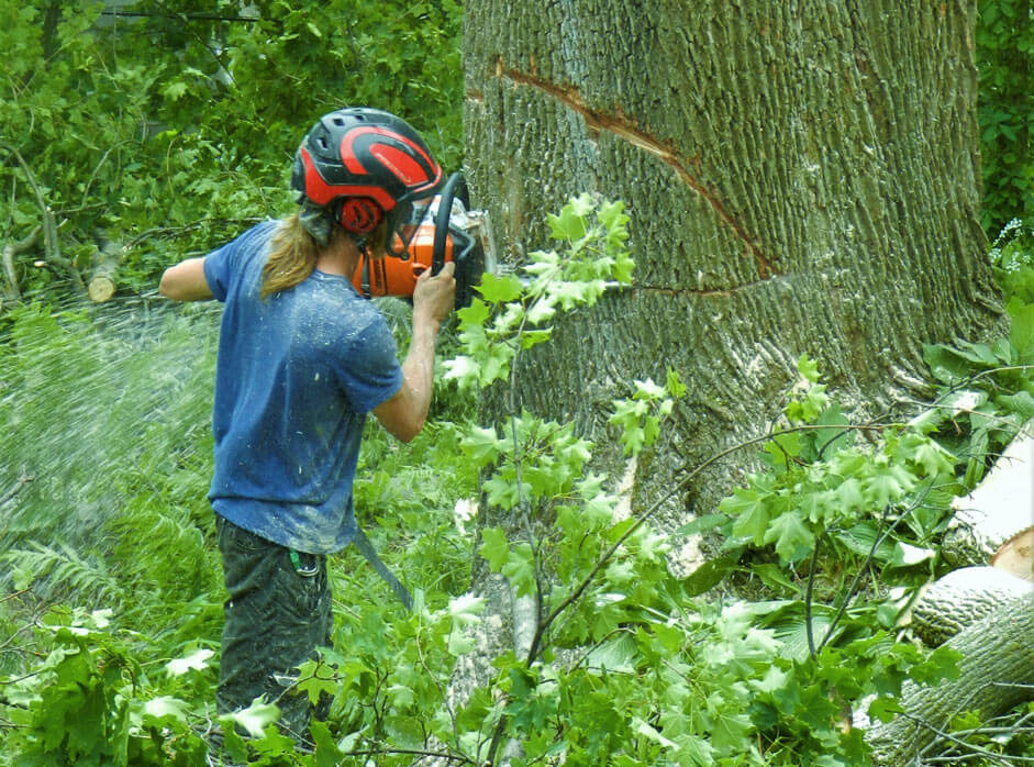 Déboisement et préparation de terrain
