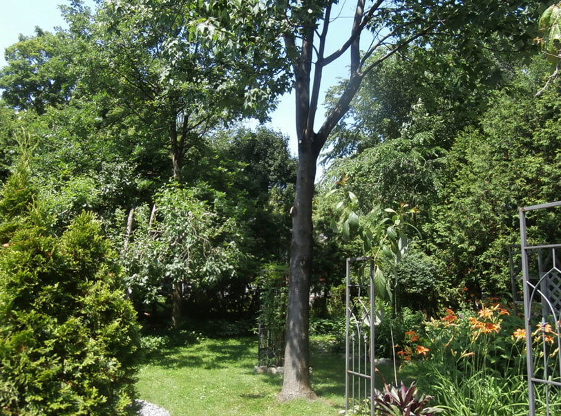 Sp&eacute;cialiste en &eacute;lagages d'arbres et arbustes dans la r&eacute;gion de Montr&eacute;al, Laval, Rive-Nord et Laurentides