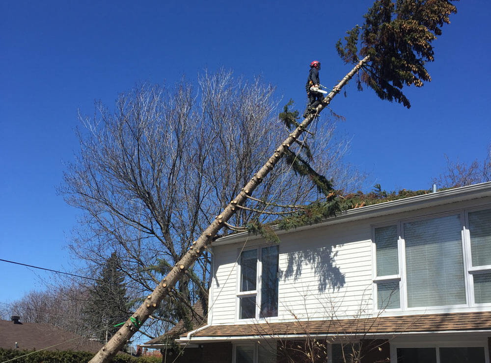 Service d'urgence d'abattage, &eacute;mondage d'arbre suite &agrave; temp&ecirc;te de vent, de neige, verglas &agrave; Montr&eacute;al, Laval, Laurentides.